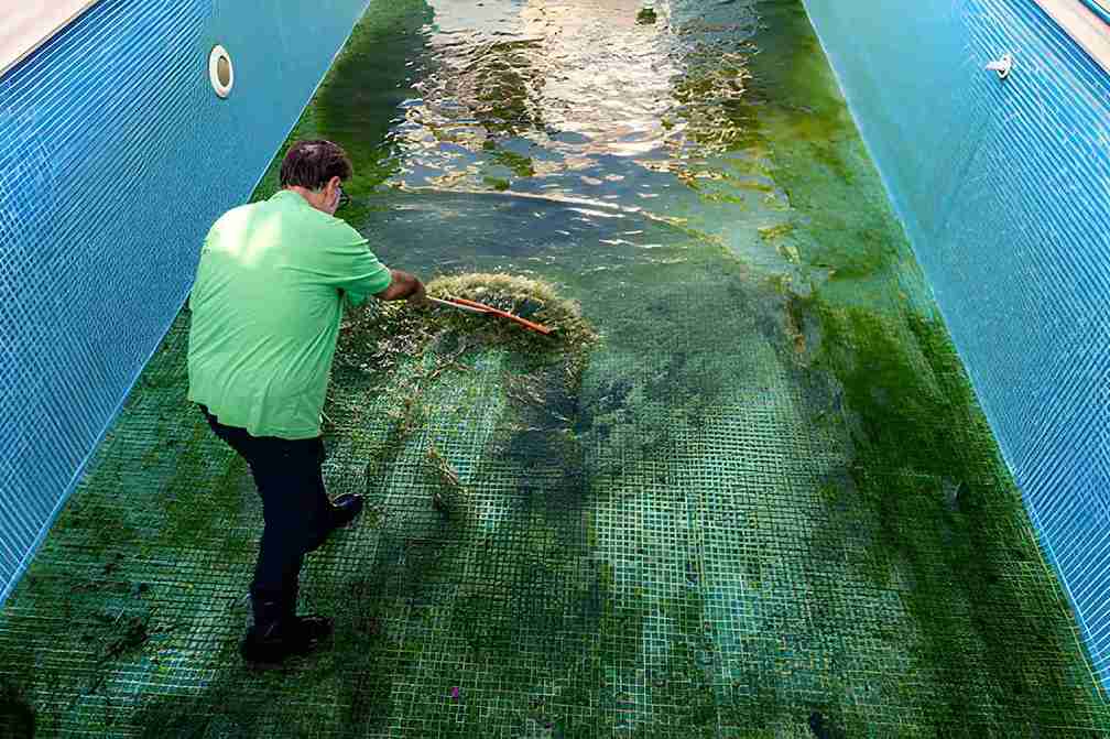 Hobe Sound pool services professional scrubbing algae from empty swimming pool with long-handled brush.